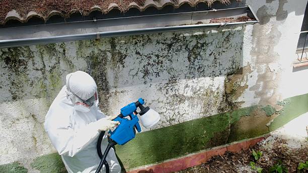 Top rated local Mold Remediation specialists in Clearwater, MN